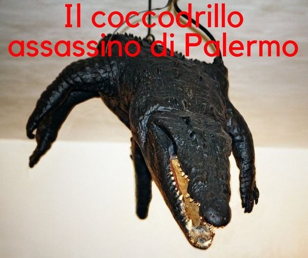 La leggenda del coccodrillo assassino di Palermo
